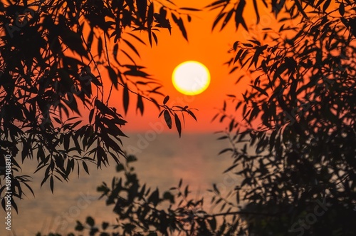 Beautiful sunrise among the green leaves of trees. Morning with the sun over the sea as a background concept. Photo with a shallow depth of field.