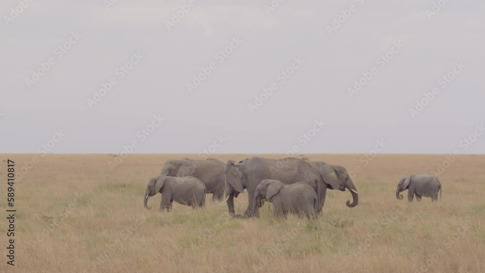 A small herd of African elephants graze on the plentiful grasslands of the Serengeti, Tanzania. A small herd of African elephants graze on the plentiful grasslands of the Serengeti, Tanzania.