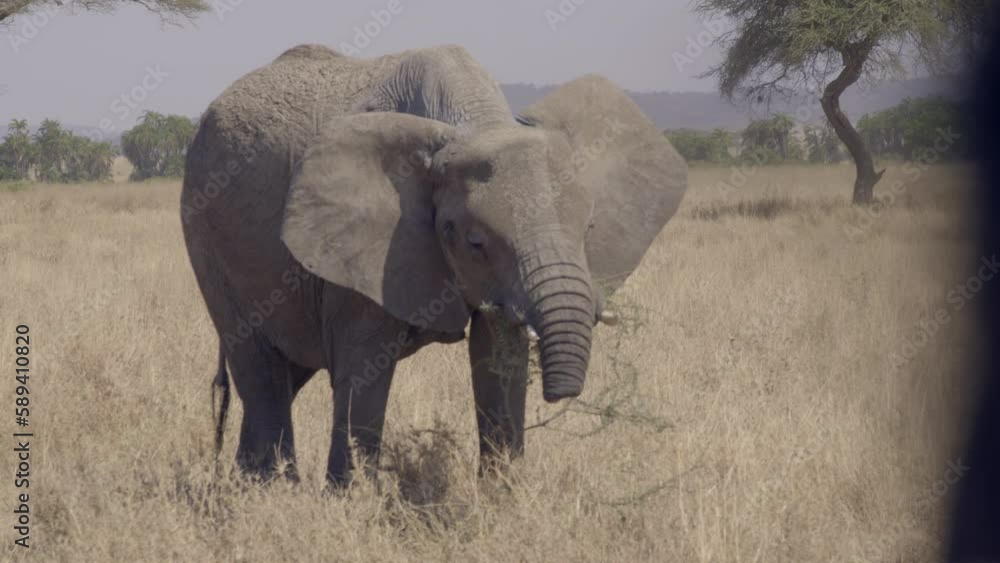 This young elephant has lost a portion of his trunk, possibly to a crocodile. Serengeti, Tanzania This young elephant has lost a portion of his trunk, possibly to a crocodile. Serengeti, Tanzania