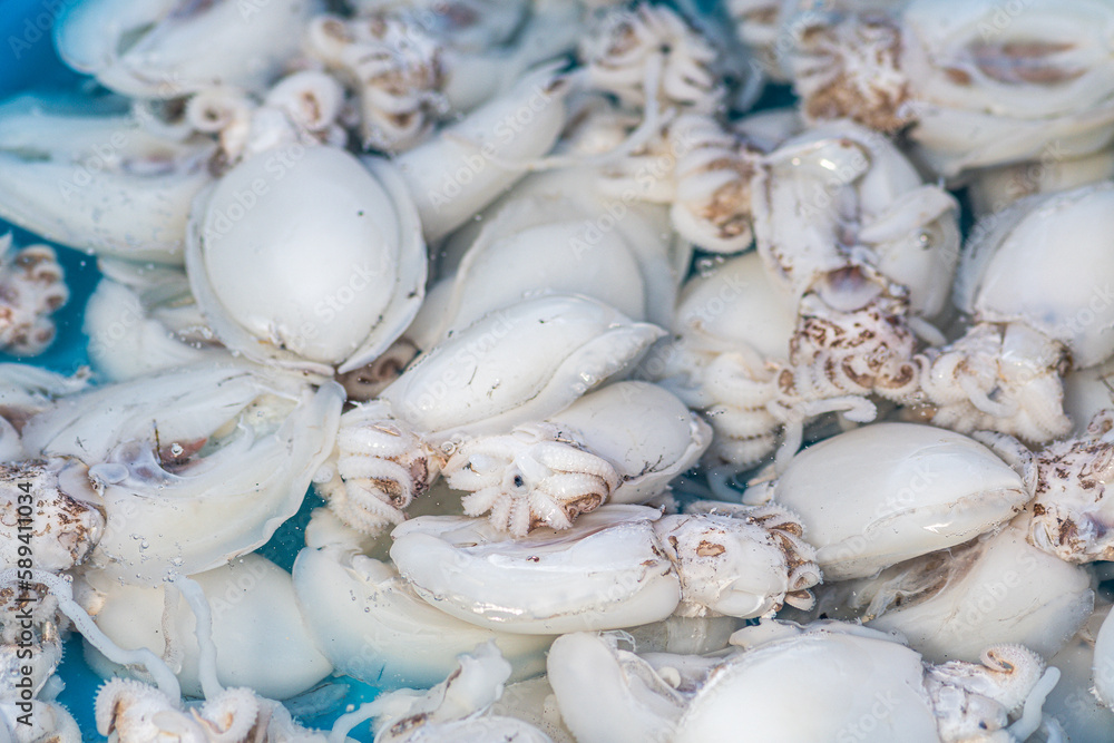 Fresh raw small cuttlefish, sepia or cuttles for selling in a fish market, close up Fresh raw small cuttlefish, sepia or cuttles for selling in a fish market, close up