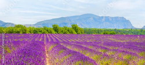 Field of lavender flowers in full bloom and lonely house at horisont. colorful beautiful inspiring landscape and summer background. Meadow of lavender. Valensole France, Provence-Alpes-Cote d'Azur