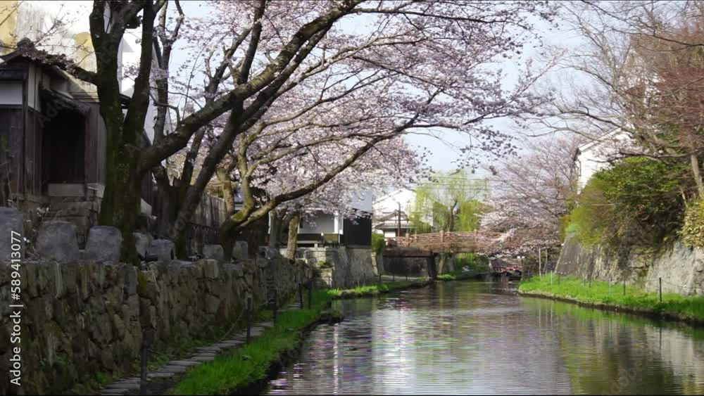 桜咲く滋賀・近江八幡の八幡堀 （2023年3月）