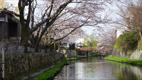 Wallpaper Mural 桜咲く滋賀・近江八幡の八幡堀 （2023年3月） Torontodigital.ca