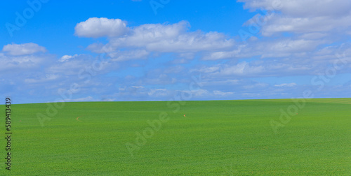 green meadow under blue sky