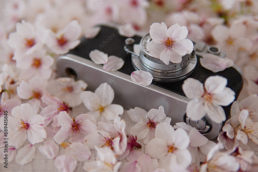 桜の花に囲まれたカメラ