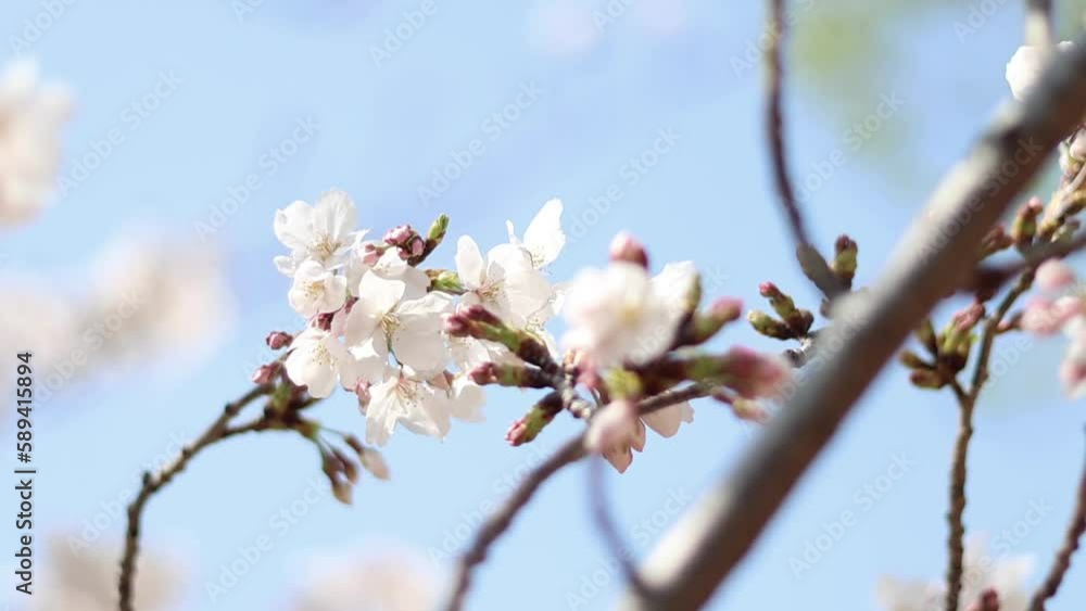 The cherry blossoms are being blown by the wind. The cherry blossoms are being blown by the wind.
