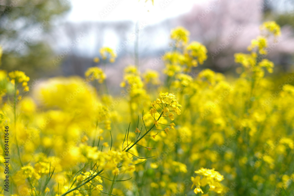 Fototapeta premium 菜の花畑