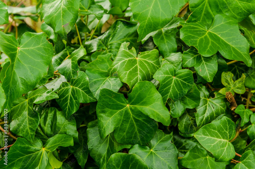 green ivy leaves background green ivy leaves background