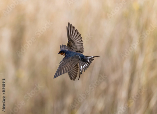 swallows in flight © Andrew Comerford