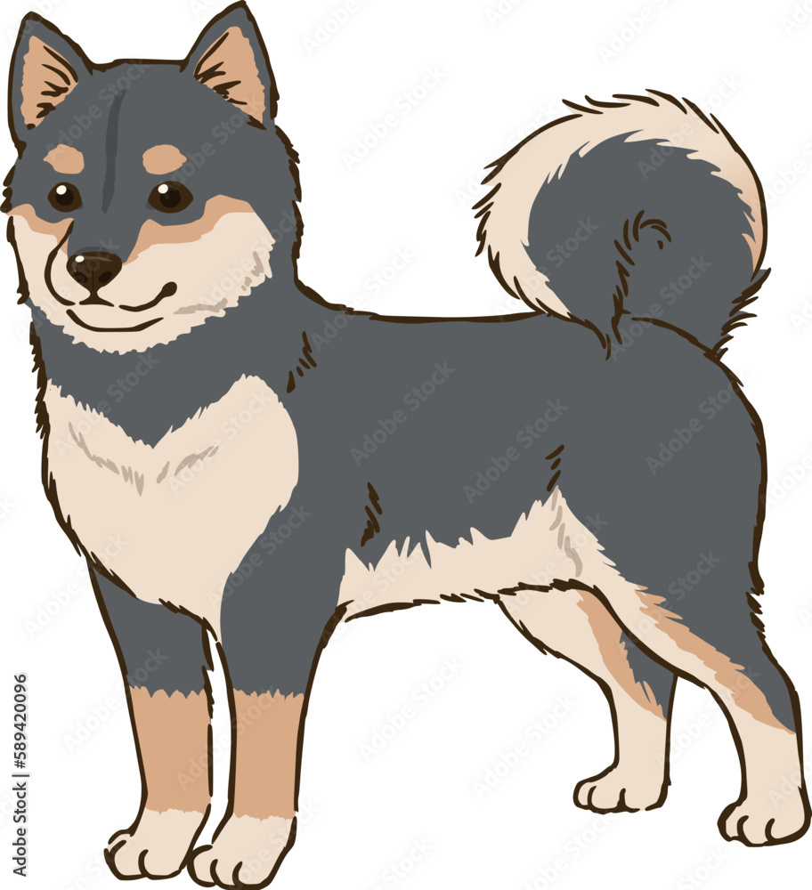 Fototapeta premium 黒柴