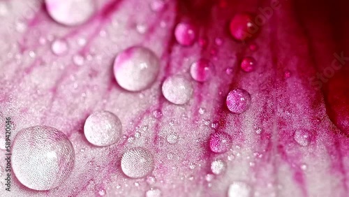 Water drops on the flower, Macro texture water dew from green leaves - fresh concept