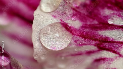 Water drops on the flower, Macro texture water dew from green leaves - fresh concept