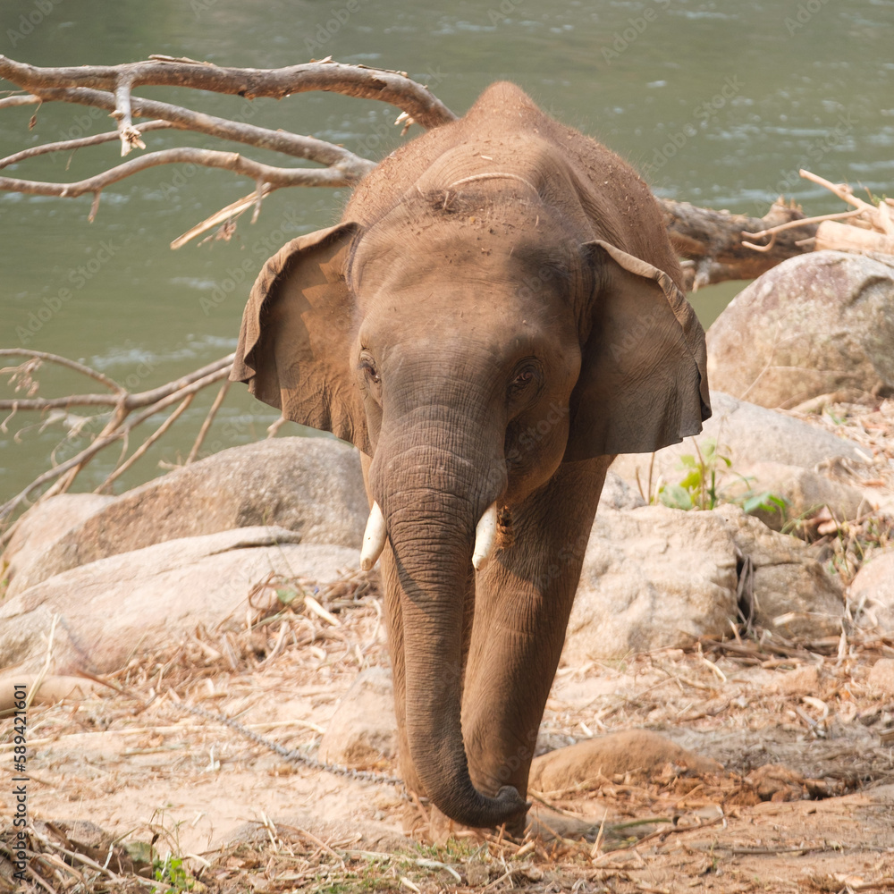 Fototapeta premium one elephant in the zoo