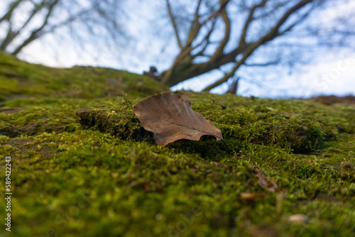Old leaf on the moss in the forest
