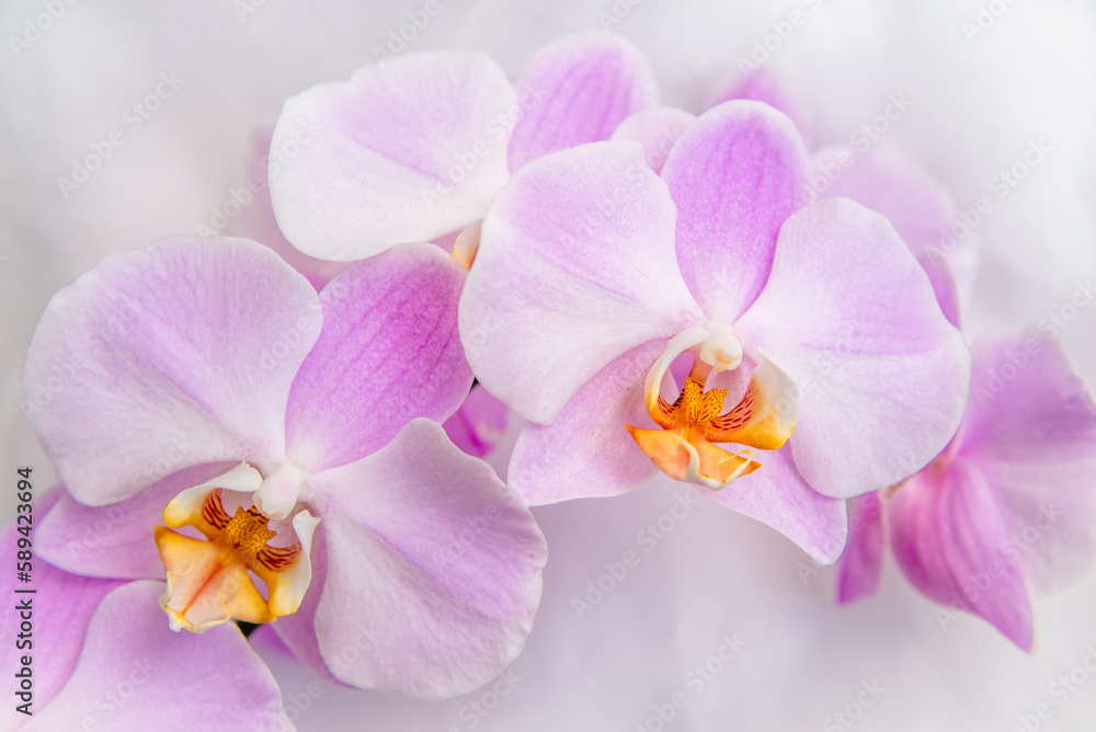Fototapeta premium The branch of purple orchids on white fabric background 
