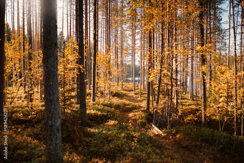 Footpath leading through autumn forest photo