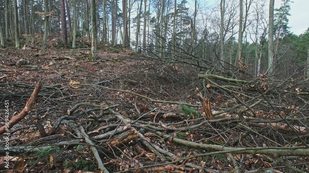 Broken Tree Branches and Wood Shavings Scobs in Forest Destroyed by Lumberjack Industrial Deforestation Clearance Site