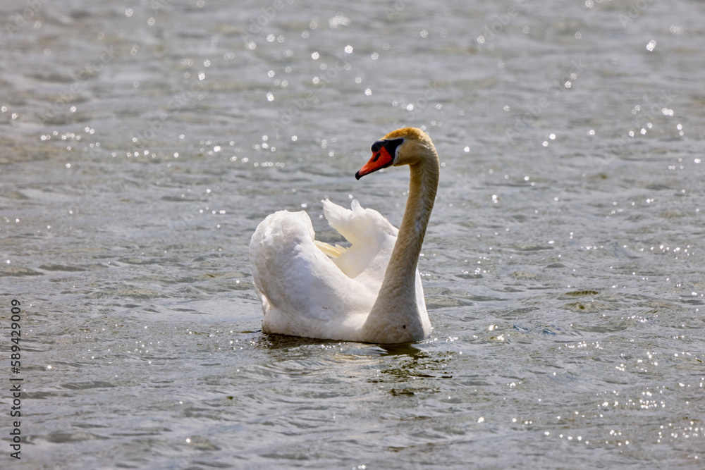 Fototapeta premium the swan on the water on a sunny winter day