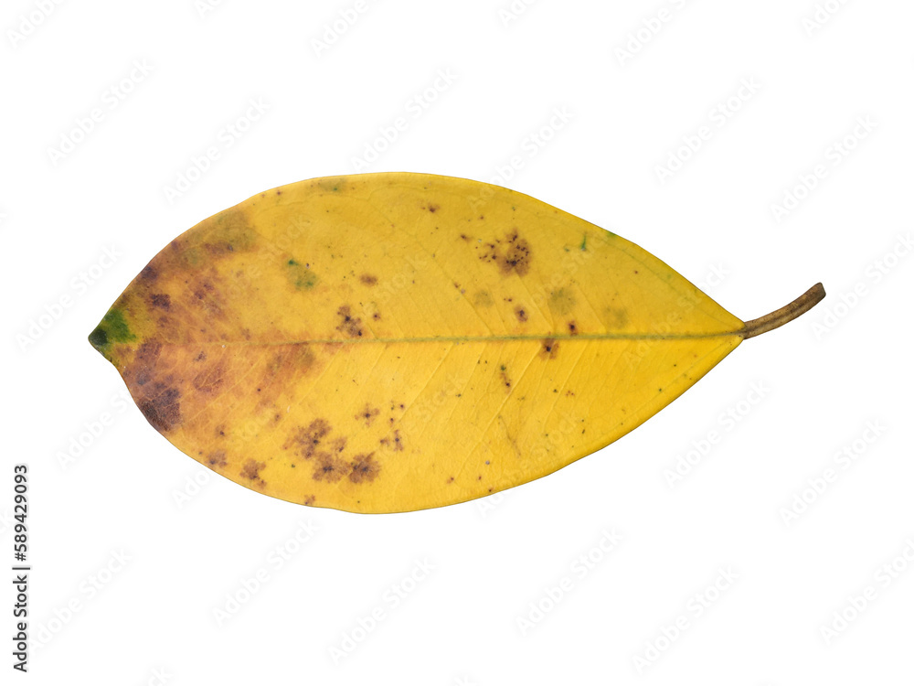Isolated old and dried leaves of ficus benjamina with clipping paths. Isolated old and dried leaves of ficus benjamina with clipping paths.