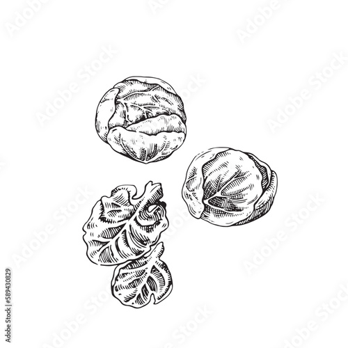 Cabbage vector drawing. Hand drawn on a white background. Summer vegetables engraved style illustration. Great for labels, posters, prints.