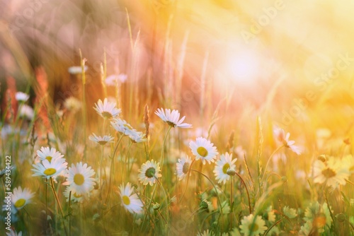 Beautiful summer landscape, wild daisy flowers in the meadow. Warm sunset light. photo