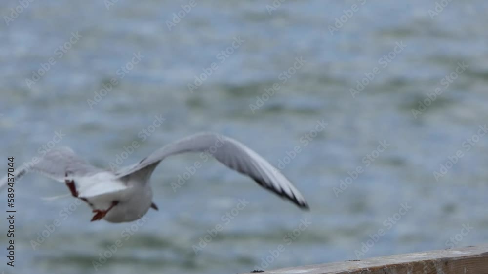 black-headed seagulls by the lake
black-headed seagulls by the lake