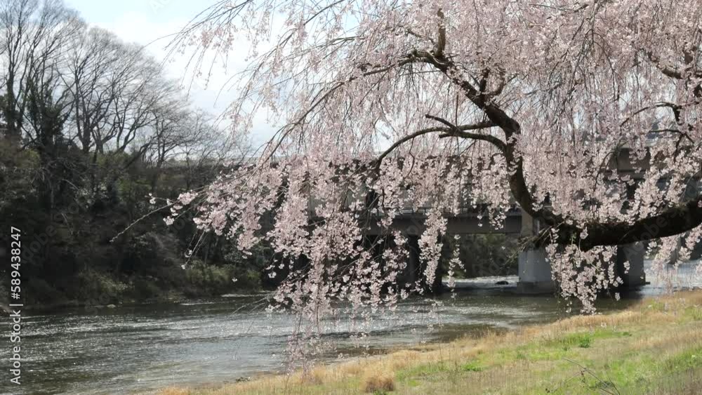 Sendai, Miyagi, Japan, April 2023.Scenery with Hirose River riverbed and cherry trees. Sendai, Miyagi, Japan, April 2023.Scenery with Hirose River riverbed and cherry trees.
