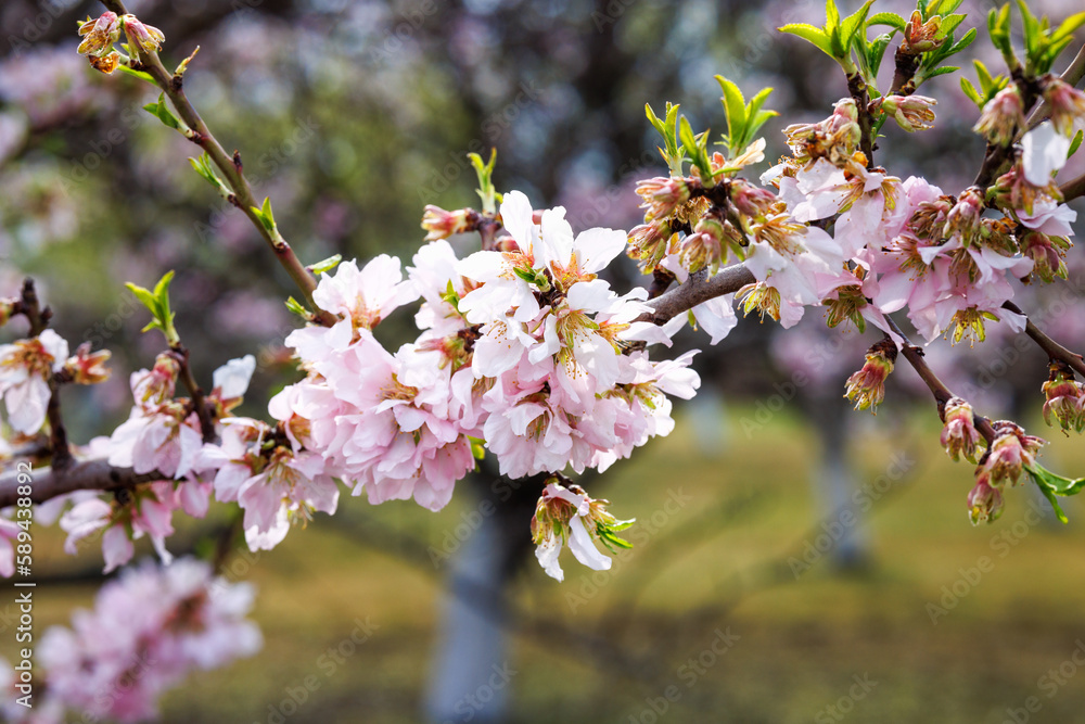 Obraz premium The almond tree, blossom