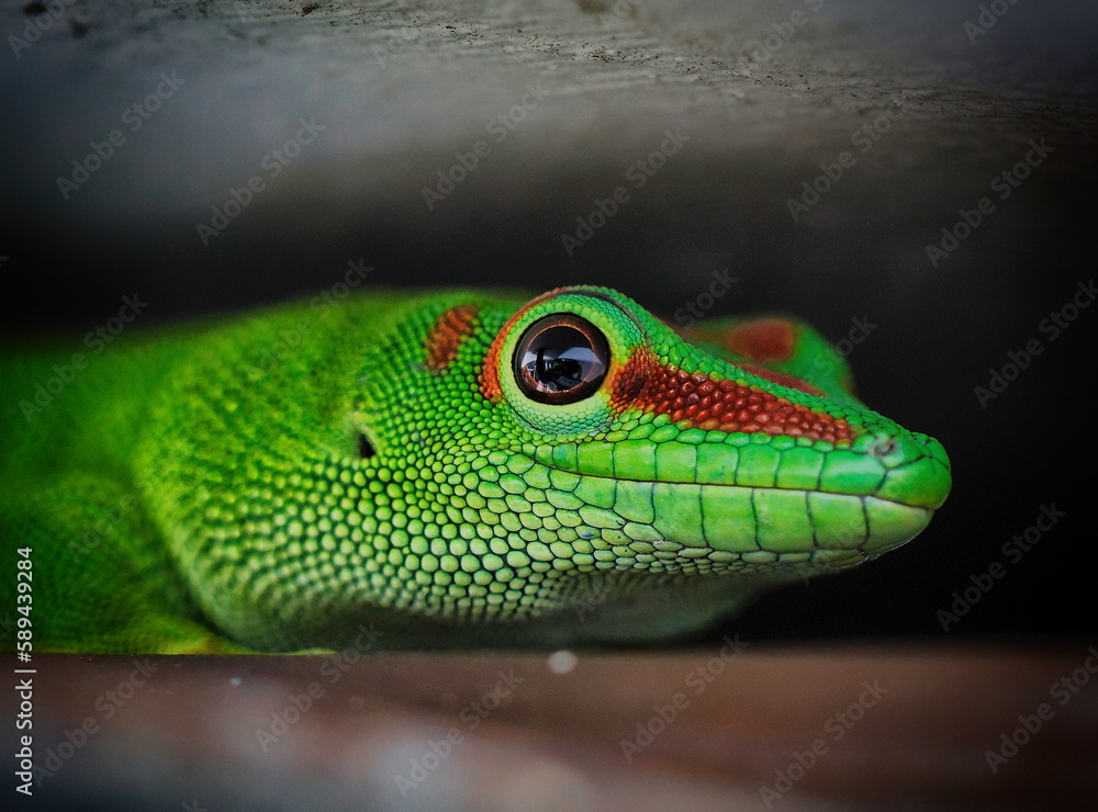 gecko gecko