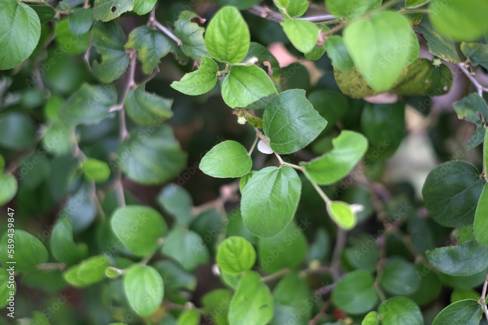 Green natural leaves suitable for background