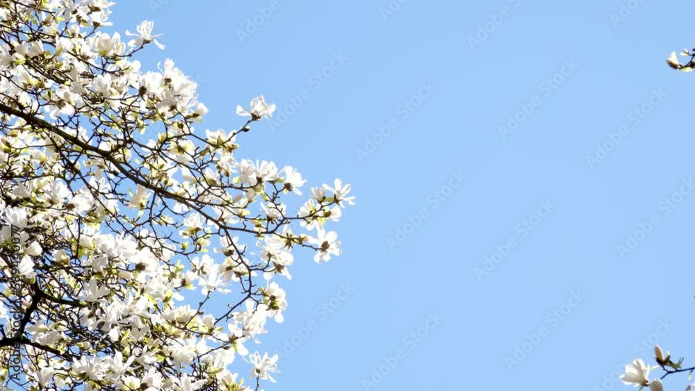 banner with white magnolia flowers blossoms on sunny background. Beautiful spring background of nature with branch of flowering blossoms Copy location for text flowering trees against blue clear sky banner with white magnolia flowers blossoms on sunny background. Beautiful spring background of nature with branch of flowering blossoms Copy location for text flowering trees against blue clear sky