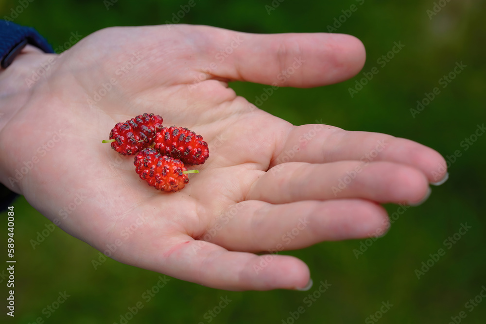 Fresh mulberry. Female hand holding fresh organic ripe berries. Mulberry on woman hand ready to eat. Healthy food. Picking red mulberry. Fruit harvest Fresh mulberry. Female hand holding fresh organic ripe berries. Mulberry on woman hand ready to eat. Healthy food. Picking red mulberry. Fruit harvest