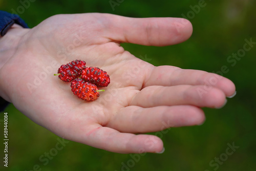 Fresh mulberry. Female hand holding fresh organic ripe berries. Mulberry on woman hand ready to eat. Healthy food. Picking red mulberry. Fruit harvest