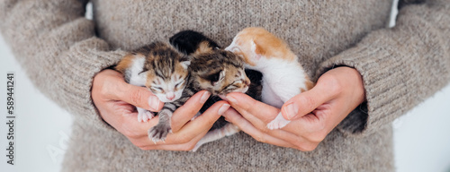 Female hands carefully hold newborn blind sleeping kittens. Funny domestic animals.
