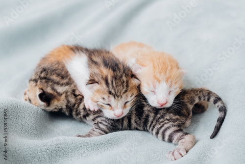 Newborn kittens. Newborn blind kittens sleep comfortably all together.