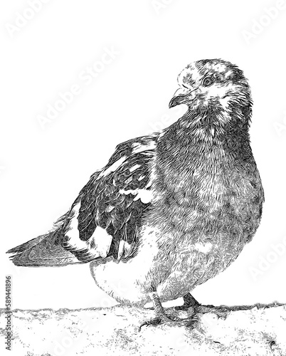drawing of a pigeon sitting in the snow