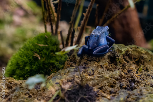 Grenouille bleue sur rocher. Dendrobates azureus