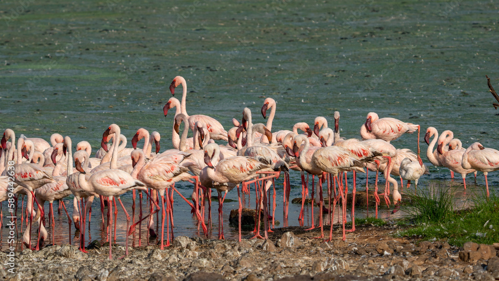 Fototapeta premium flamingos on lake baringo kena