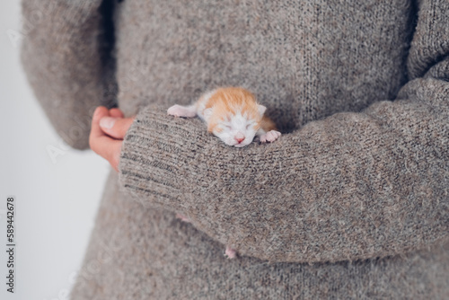 Woman hands carefully hold newborn tiny red blind sleeping kitten. Funny domestic animals.