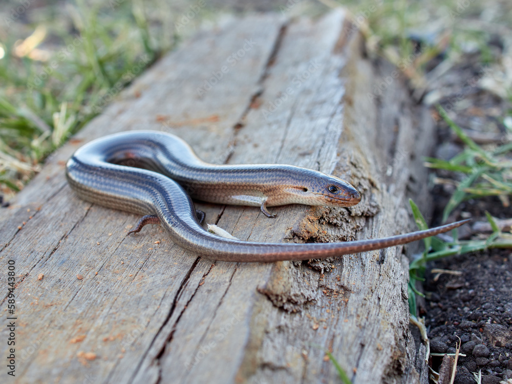 Western Three-toed Skink. Chalcides striatus. Western Three-toed Skink. Chalcides striatus.