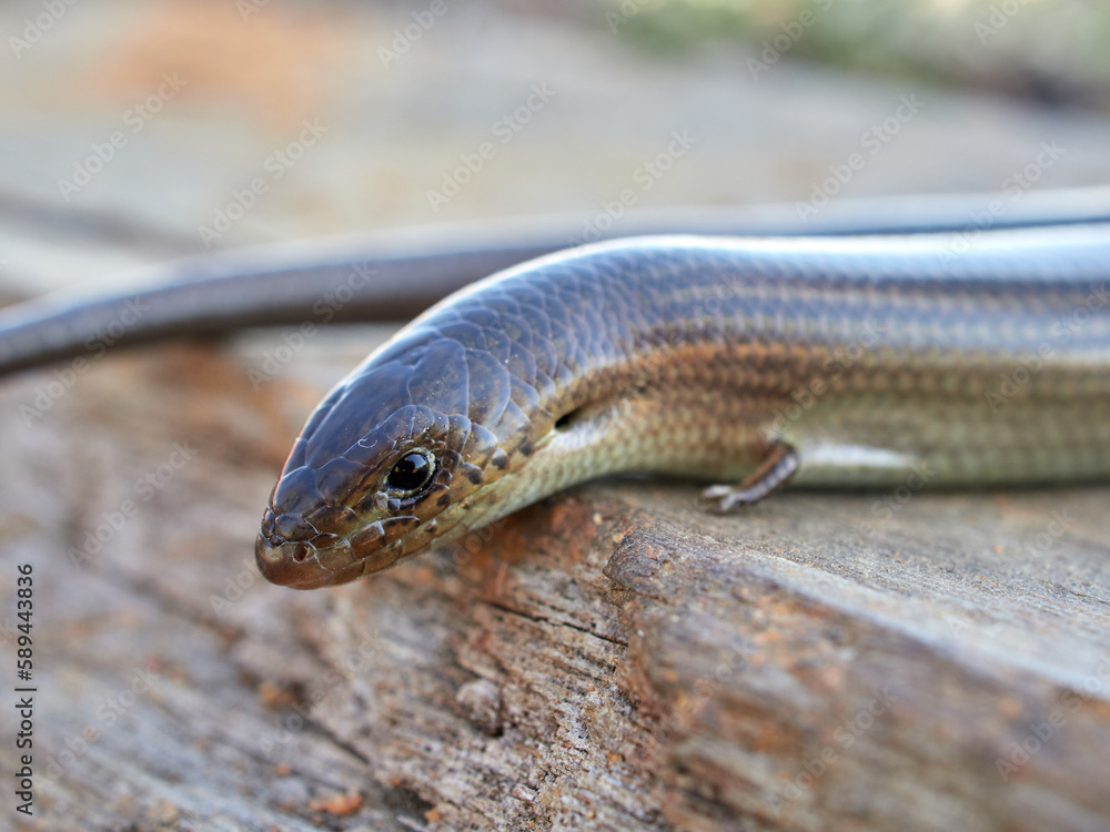 Western Three-toed Skink. Chalcides striatus. Western Three-toed Skink. Chalcides striatus.