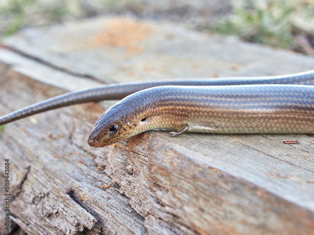 Western Three-toed Skink. Chalcides striatus. Western Three-toed Skink. Chalcides striatus.