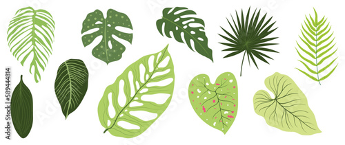 Summer tropical leaves vector set. Green botanical exotic foliage, palm leaves with hand drawn style isolated on white background. Plants element illustrated Design for decoration, print. © TWINS DESIGN STUDIO