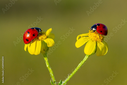 seven-spot ladybird 