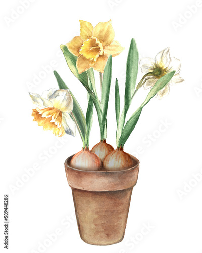 Watercolor flowers daffodils in a ceramic pot
