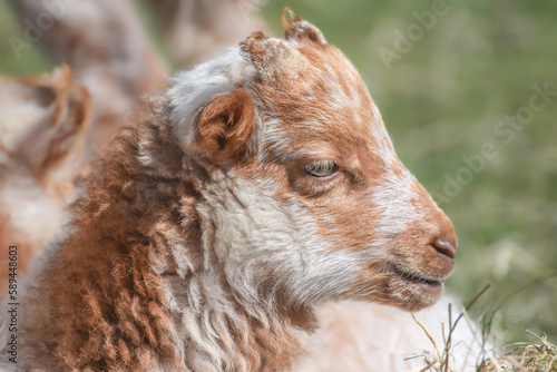 Cute little newborn lambs laying down in the hay