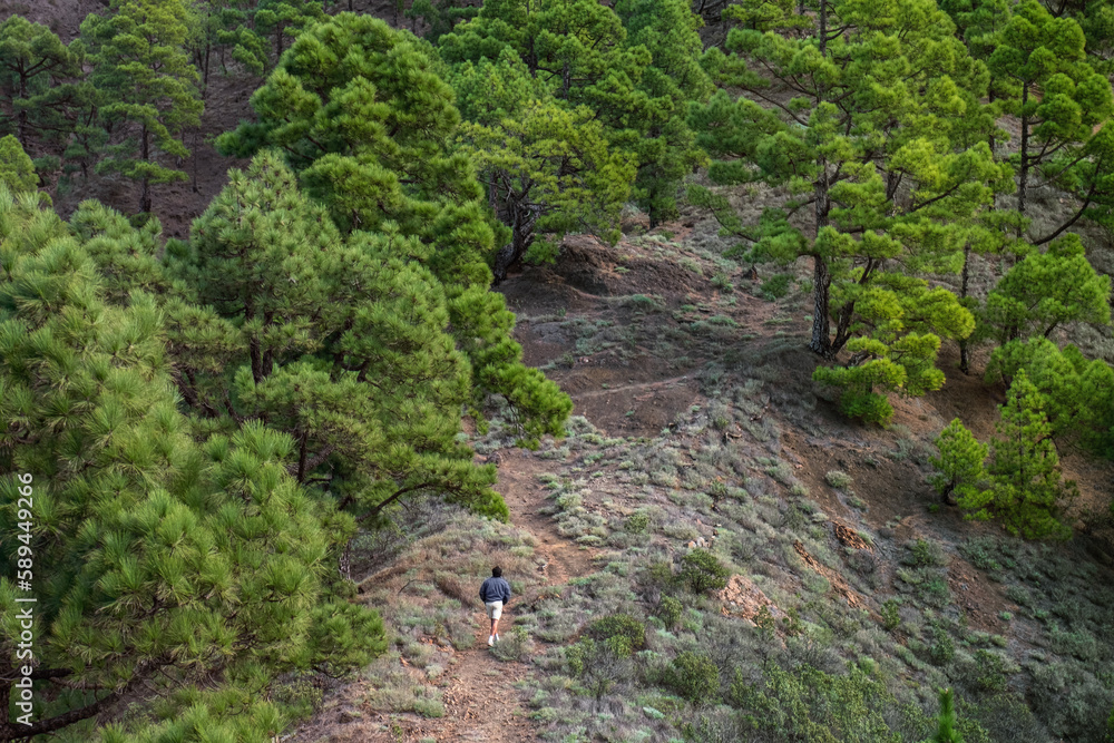 Naklejka premium Man hiking in the pine forest in National Park Caldera de taburiente in La Palma, Canary Island