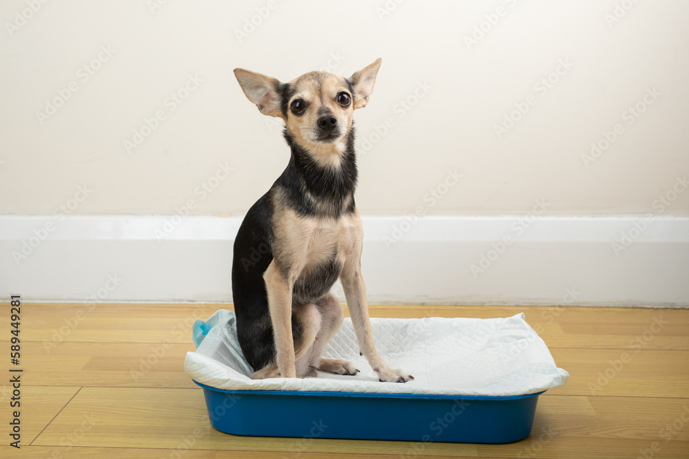 How to toilet train a dog, pet on an absorbent diaper pad Stock Photo Adobe Stock
