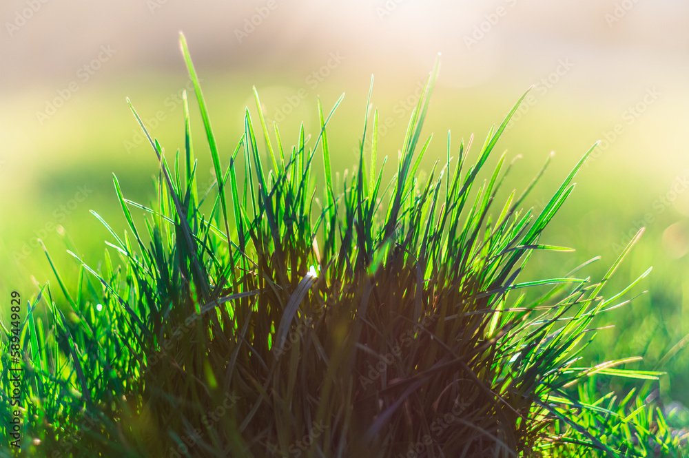 Naklejka premium soczysta zielona trawa z rozmytym jasnym tłem w słońcu