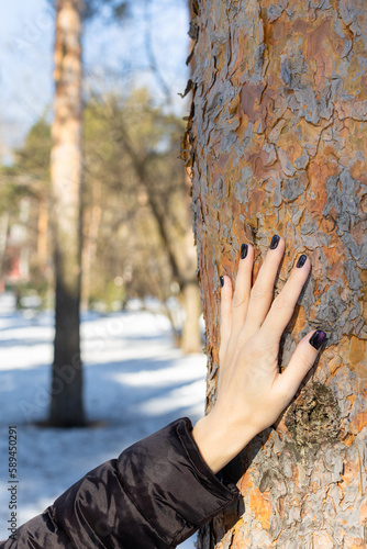 female hand touches the bark of a tree.